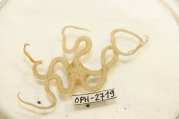 Media type: image;   Invertebrate Zoology OPH-2719 Description: Preserved specimen.;